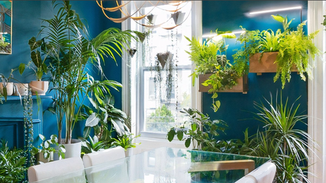 Illustration for article titled The Best Places to Buy Houseplants Online